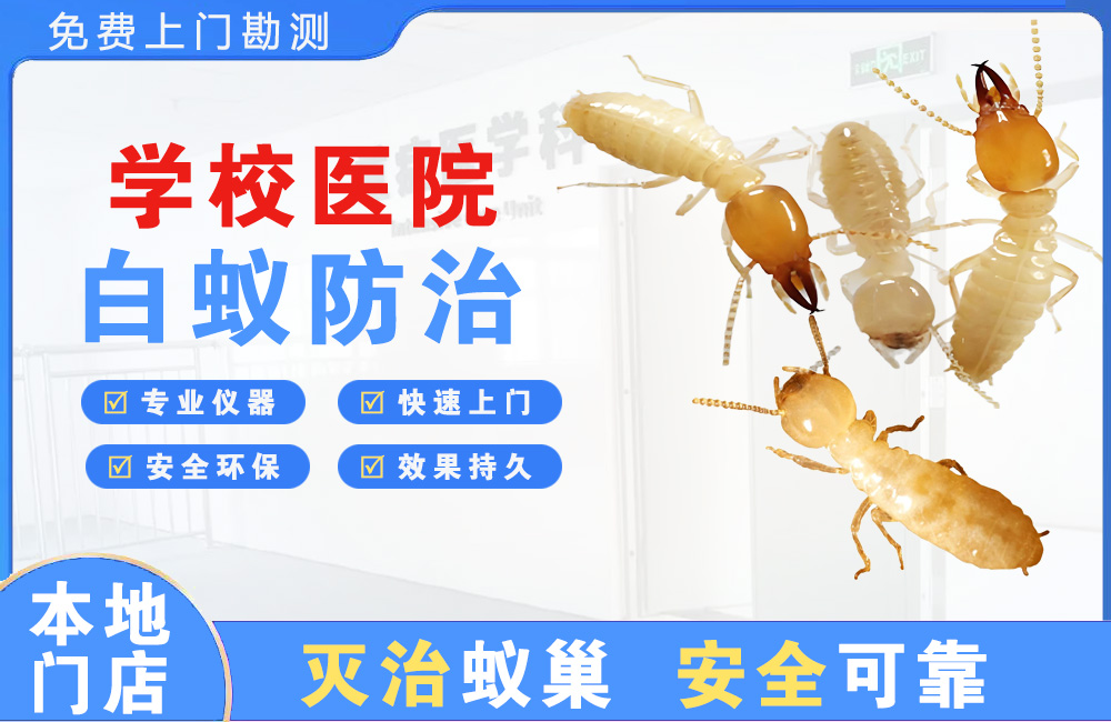 澄迈学校医院白蚁防治