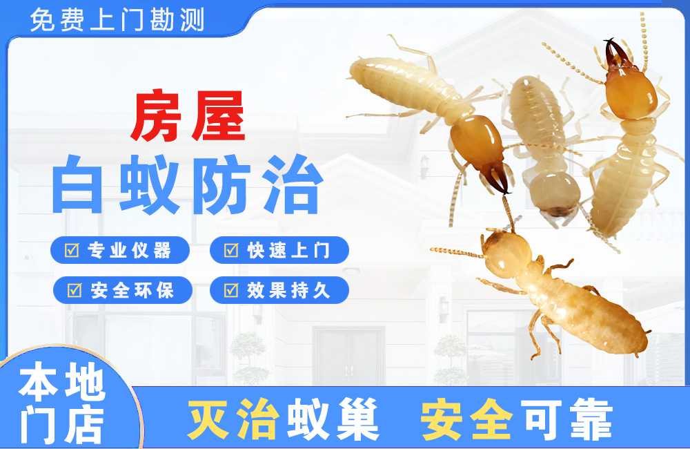 澄迈房屋白蚁防治